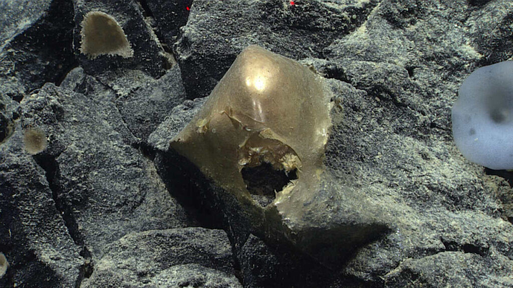 Hallan “huevo de oro” en el fondo del Océano Pacífico: científicos investigan su misterioso origen