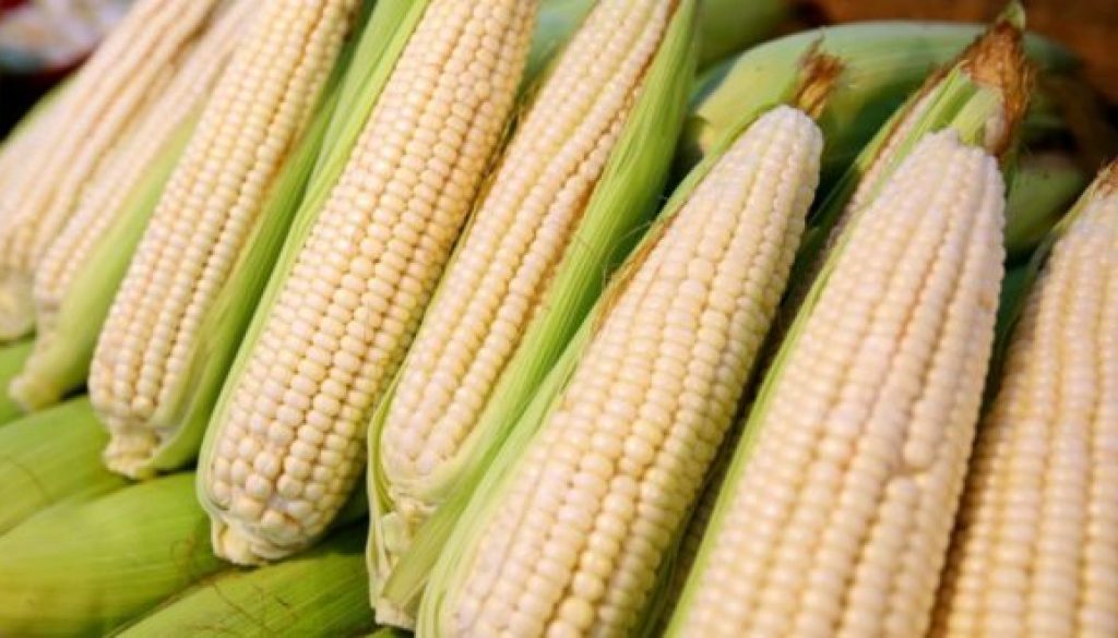 elote-maiz-Agricultura