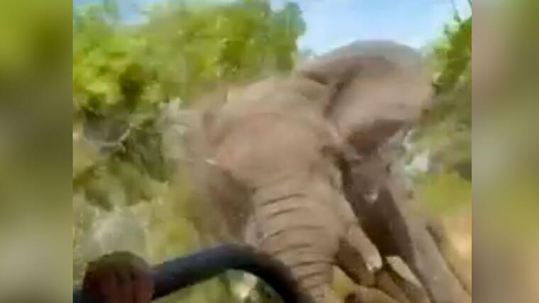 Elefante ataca a un safari en África y mata a una mujer