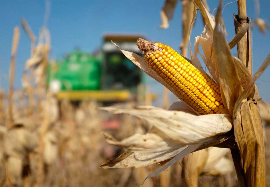 México alcanza cifras récord en importación de granos en primer semestre de 2025