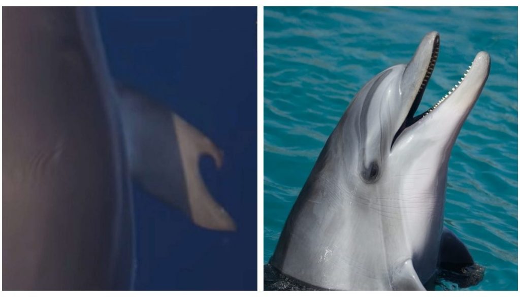Captan-extrano-delfin-con-pulgares