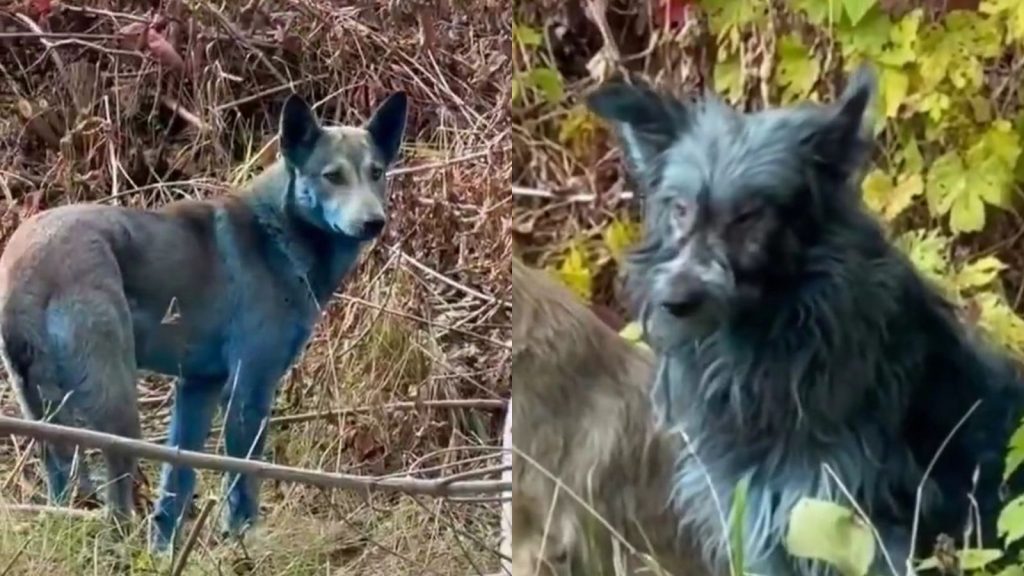 ¿Perros azules de Chernóbil? Los expertos están asombrados